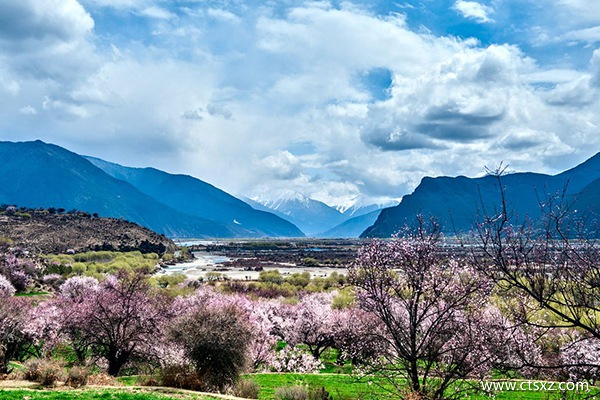 林芝桃花什么時候開